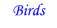 Birds