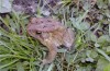 Previous: ygp6EF8.jpg - Old Frog On McCroskey Farm - Abingdon