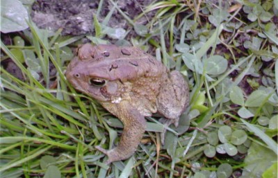 ygp6EF8.jpg - Old Frog On McCroskey Farm - Abingdon