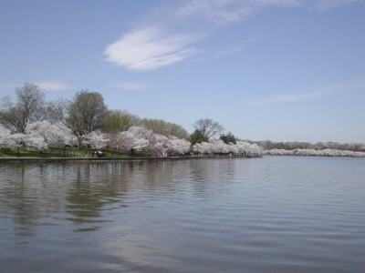 tidalbasin2003.JPG